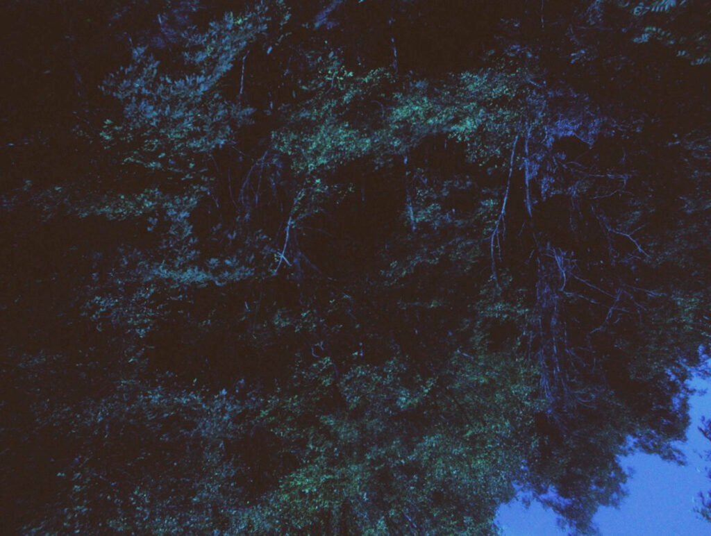 Tree branches and leaves in low light, tinted blue, with dark shadows and a small patch of lighter sky in the corner.