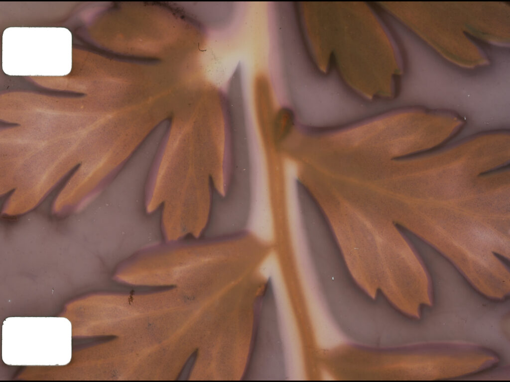 Close-up of a brown, fern-like leaf with purple edges against a soft, blurred background.
